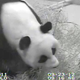 Image for article titled Government Shutdown Forces National Zoo To Turn Off Panda Suicide Cam